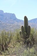 cactus in arizona Desert scene