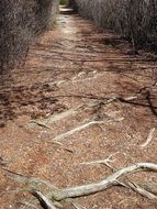 Branches on the path in summer