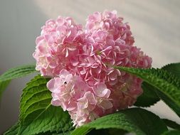 Hydrangeas Pink