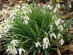 bush of snow-white snowdrops on the forest floor