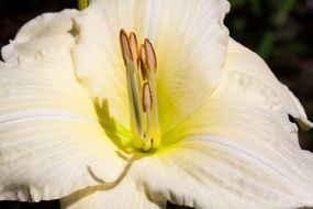 closeup of a white daylily