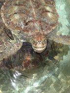 swimming sea turtle