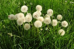 cluster of dandelion flowers