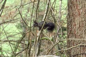 Black squirrel in nature