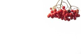 red berries on a white background