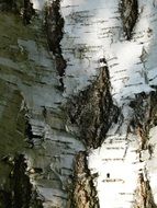 bark on a birch trunk