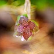 light burgundy leaves of a plant