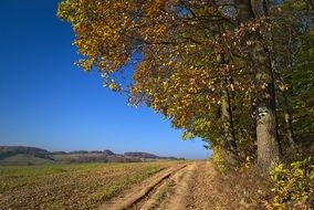 road between rural field and autumn forest in Poland