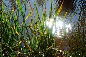 stunningly beautiful Reed Rush Plant