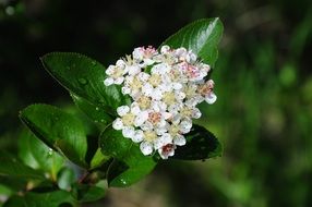 delightful delicate beauty Cherry Blossoms