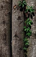 green Leaves on tree log