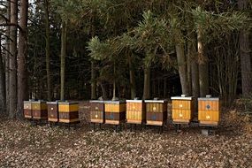 bee hives in the forest