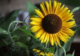 sunflower with dark core close up