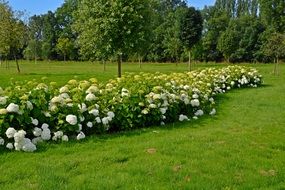 Lots of flowers in a park