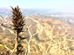closeup view of Plant in Nature