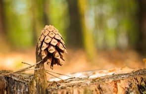 Macro photo of the pine in the forest