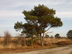 tree near a country road