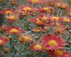 Colorful flowers in a garden