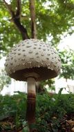 white mushroom fungus among the green grass and trees