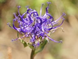 devil's claw Alpine Flower