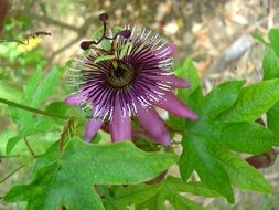 passion flower bloom