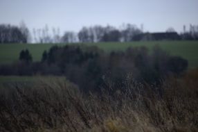 wormwood among nature