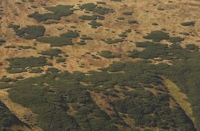 Tatry Mountain Pine Grass landscape