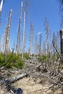 dying trees in wildlife