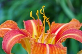 close-up picture of bright blossomed flower