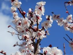 white buds of young plum in the garden