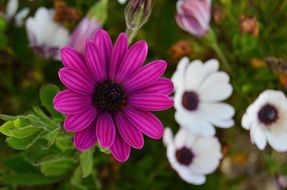 Wild flowers in nature