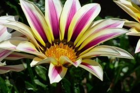 colorful garden flower