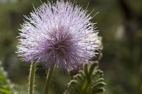 fluffy lilac flower, cerrado