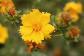 plant with yellow flowers on a blurred background