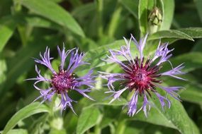 Mountain Crumpled flower