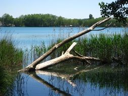 dry tree in the water by the lake