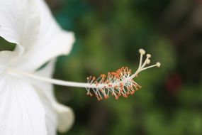 Macro photo of Hibiscus plant