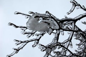 frozen Winter tree branch closeup