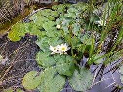 Pond Fish Water Lilies