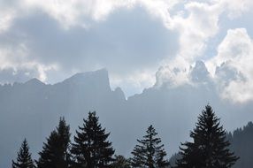coniferous forest on a background of mountains in the fog