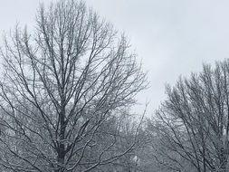 forest trees in the snow in winter