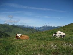landscape of two cows lie on an alpine meadow