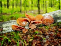 extraordinary Mushroom Fungus