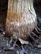 splendiferous Palm Wood Tribe