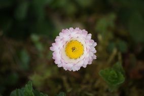 tender perennial daisy