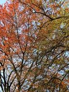 Colorful branches of the trees in autumn