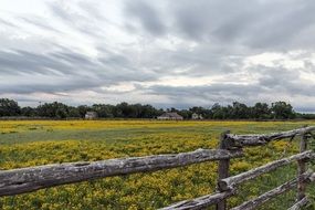 picturesque and pretty Agriculture Wildflowers