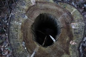 dark hole in Tree Stump