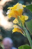 yellow lilies in the garden on a blurred background