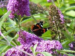 butterfly peacock on lavender